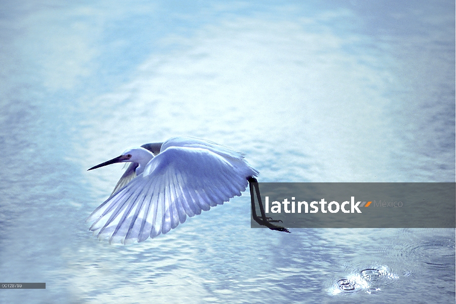 Garceta Blanca (Egretta thula) vuelo, Ding Darling National Wildlife Refuge, isla de Sanibel, Florid