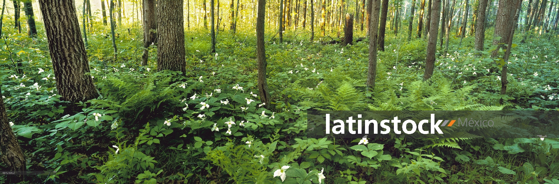 Interior del bosque templado con trillium cubresuelos, Northwoods, Minnesota