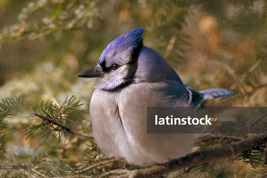 Urraca azul (Cyanocitta cristata) percha en el árbol de pino, Minnesota