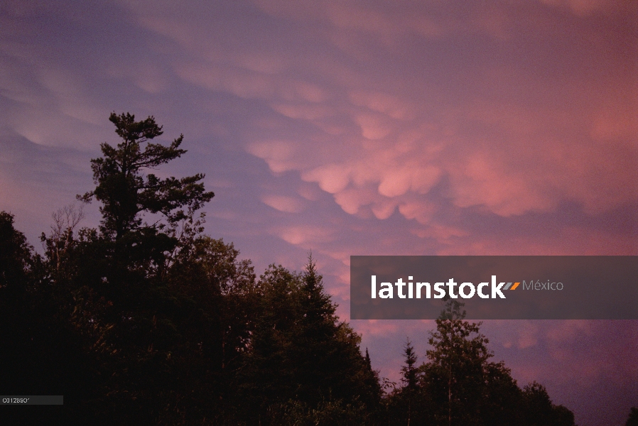 Árboles que se recorta contra el cielo rosa, Minnesota