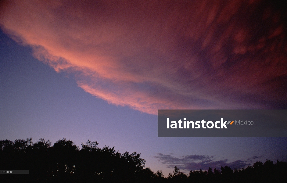 Cielo azul y nubes rosas sobre el bosque boreal, Minnesota