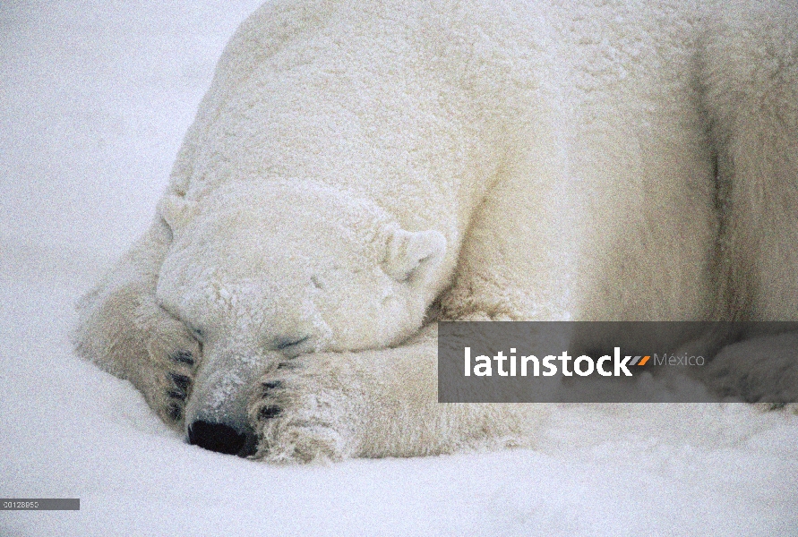 Oso polar (Ursus maritimus) durmiendo, Churchill, Manitoba, Canadá