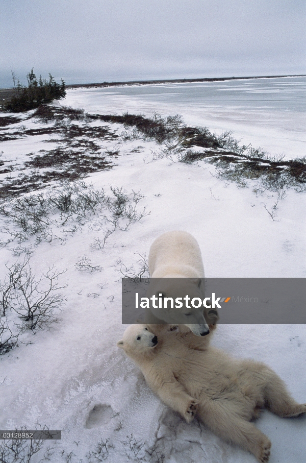 Oso polar (Ursus maritimus) par jugar en la nieve, Churchill, Canadá