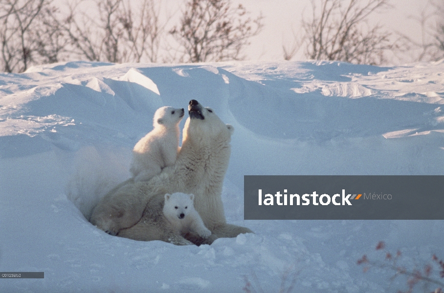 Oso polar (Ursus maritimus) madre jugando en la nieve con dos cachorros de menos de tres meses, el P