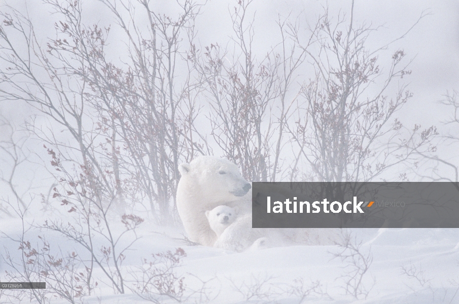 Oso polar (Ursus maritimus) descansando en la nieve con dos cachorros, Churchill, Canadá