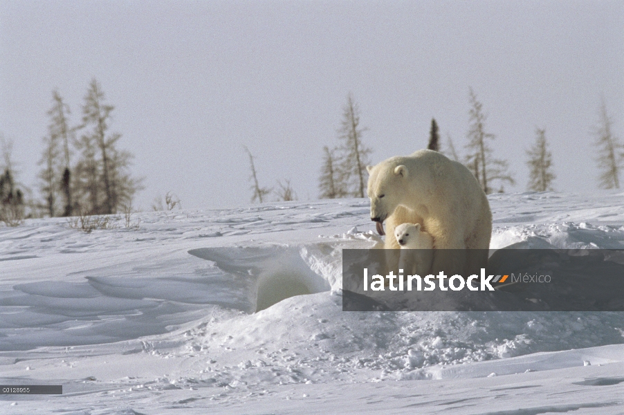 Oso polar (Ursus maritimus) madre cachorros tres meses de preparación, Wapusk National Park, Manitob