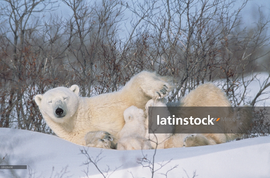 Oso polar (Ursus maritimus) madre enfermería sus cachorros tres meses, el Parque Nacional Wapusk, Ma