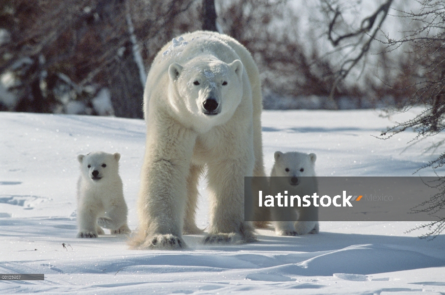 Oso polar (Ursus maritimus) retrato de la madre con cachorros de tres meses, el Parque Nacional Wapu