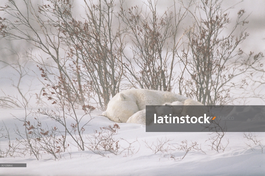 Oso polar (Ursus maritimus) madre y cachorros durmiendo durante una tormenta de nieve, Parque Nacion