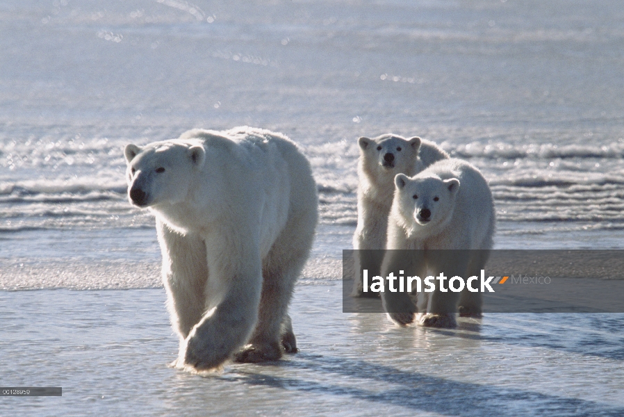 Madre oso polar (Ursus maritimus) con dos cachorros saliendo del agua, Churchill, Canadá