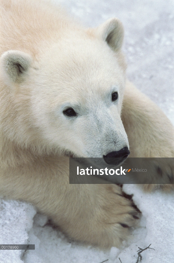 Oso polar (Ursus maritimus) cerca retrato, Churchill, Canadá