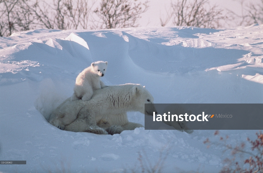 Oso polar (Ursus maritimus) madre jugando con cachorros de tres meses, el Parque Nacional Wapusk, Ma