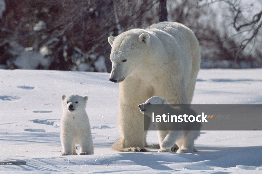 Oso polar (Ursus maritimus) madre con cachorros de tres meses, el Parque Nacional Wapusk, Manitoba, 