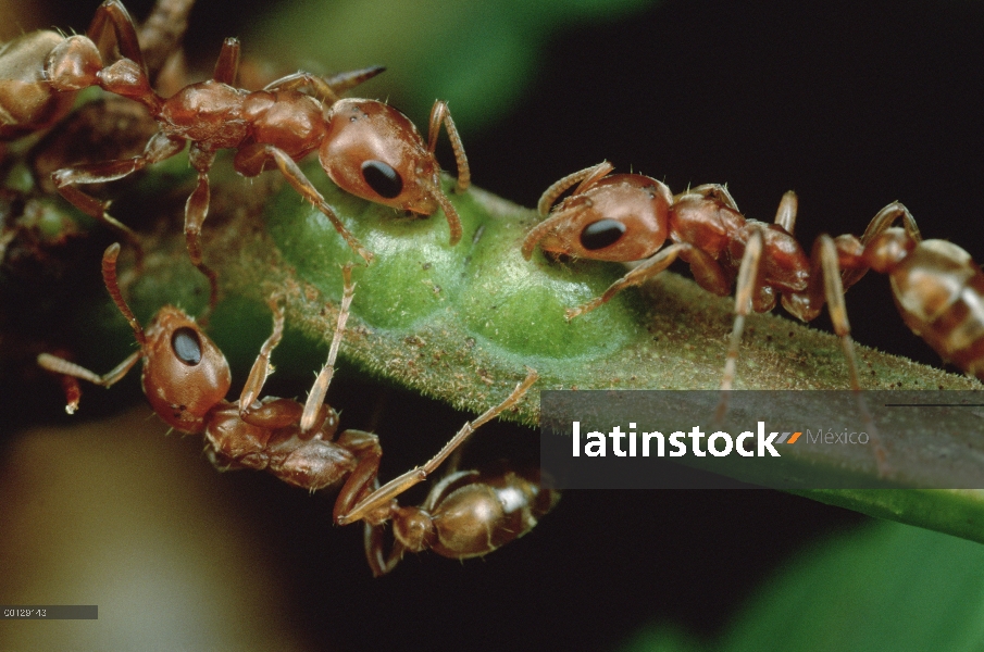 Grupo hormiga (Pseudomyrmex sp) beber el néctar del árbol de acacia de la espina silbaba (Acacia dre