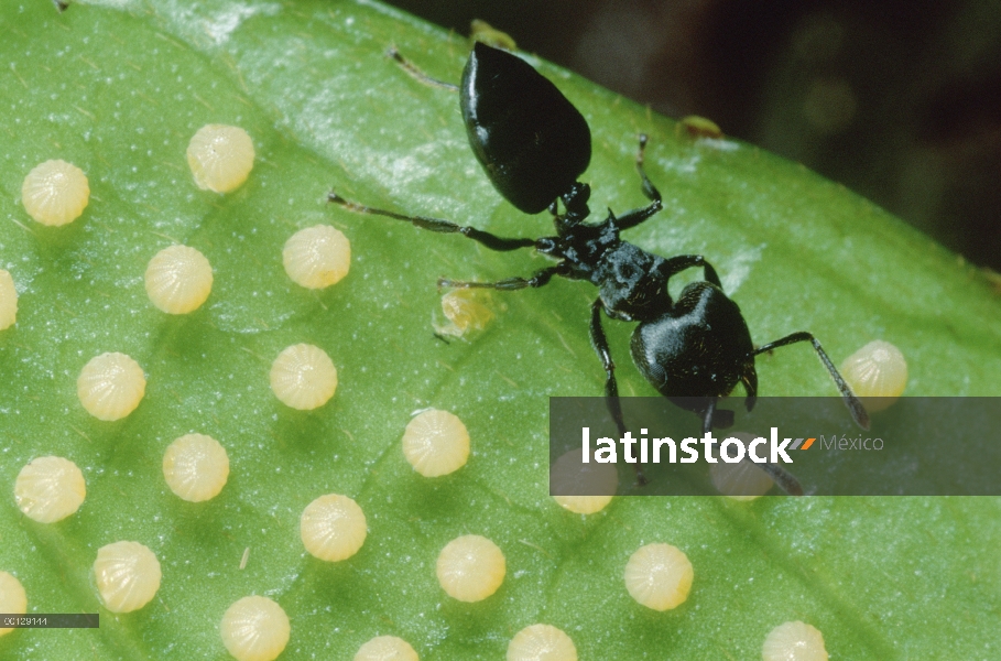 Hormiga (Crematogaster sp) protege Inicio rompiendo huevos de mariposa en hoja de flor de la pasión 