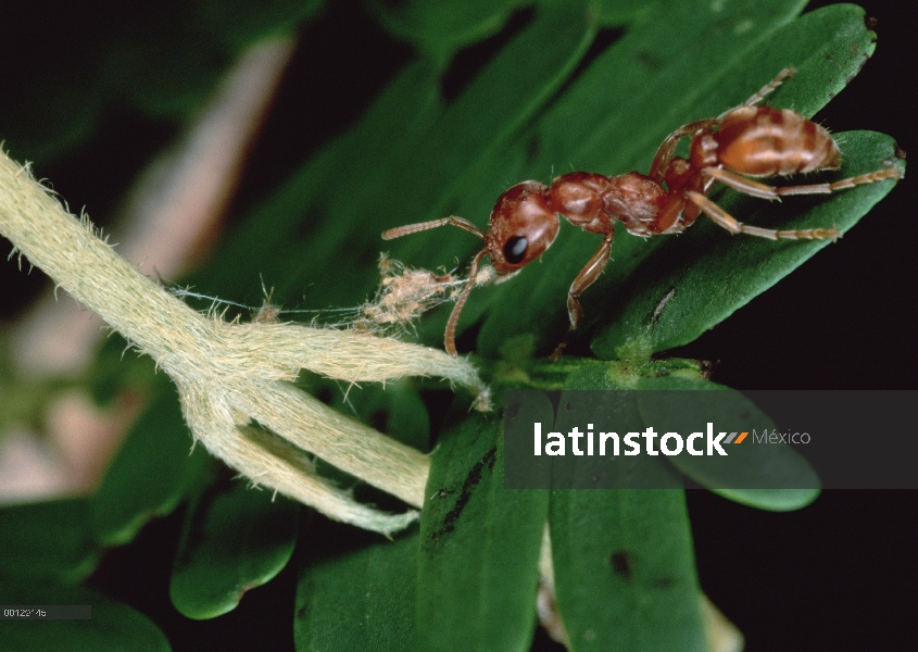 Hormiga (Pseudomyrmex sp) rasga aparte una vid que agarra las hojas de su anfitrión izquierda de árb