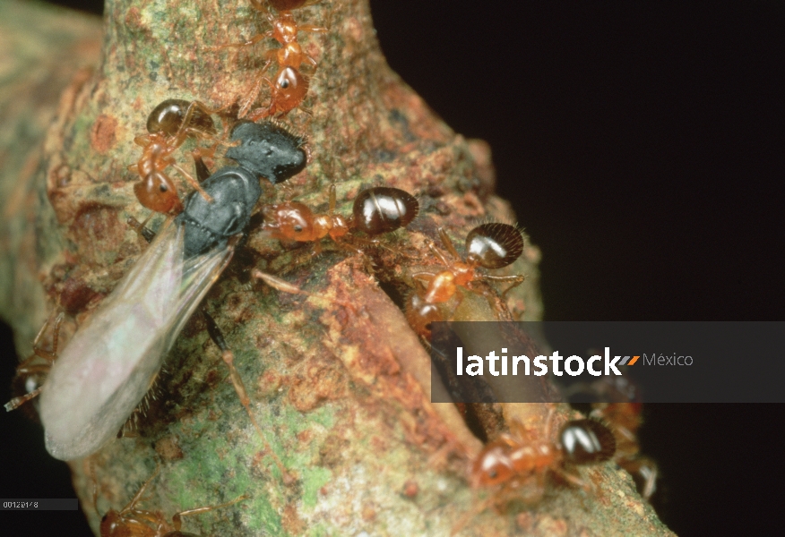 Hormiga parásita cuerpo redondo (Cataulacus mckeyi) no puede entrar en Selva árbol leguminosa (Leona