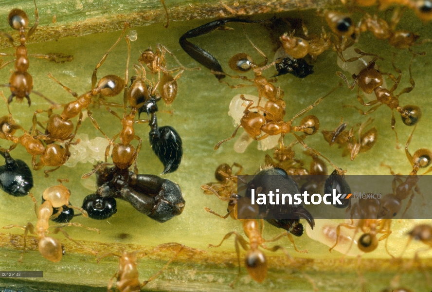 Grupo hormiga (Allomerus sp) desmembrar cadáveres de sus enemigos dentro de las ramas huecas de árbo