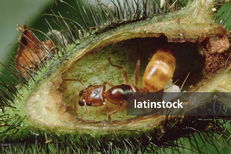 Hormiga reina (Azteca sp) con cría dentro de Cordia (Cordia nodosa) sede de árbol con pelos tem prot