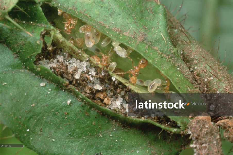 Grupo hormiga (Pheidole sp) vive en los bolsillos en las hojas de los arbustos Melastoma (Maieta sp)