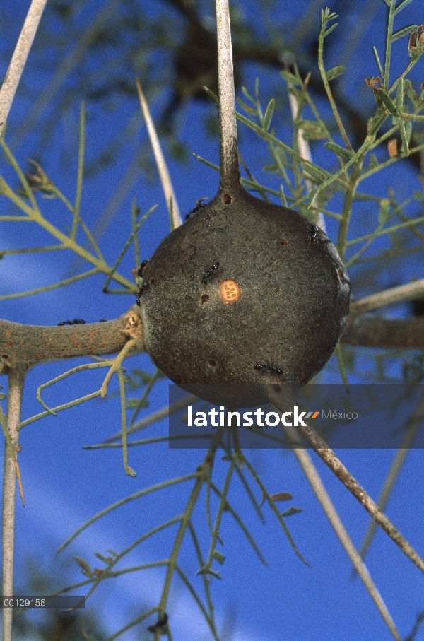 Silbar árbol de espina (Acacia drepanolobium) con espinas de parásito de la hormiga (Tetraponera pen