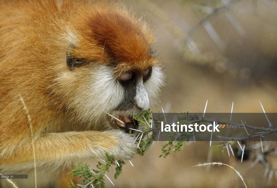 Mono patas (Erythrocebus patas) comer hinchada base de la espina de árbol de acacia espina silbaba (