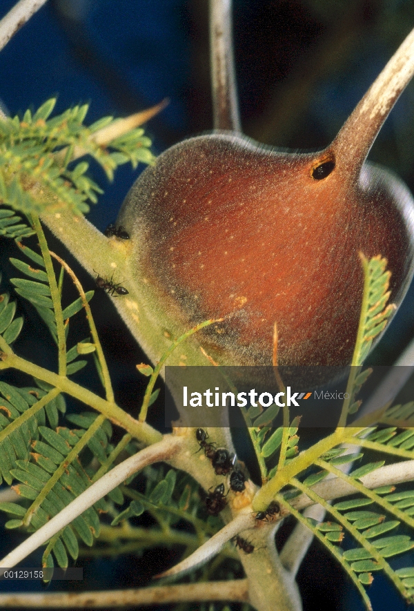 Árbol de espina (Acacia drepanolobium) silbido ocupado por mutualistas Ant (Crematogaster mimosae) e