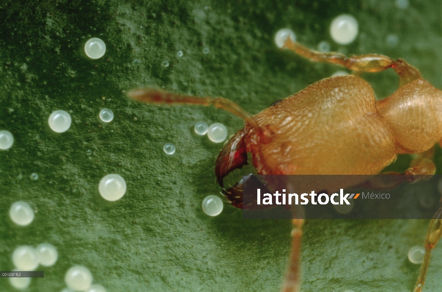 Hormiga (Pheidole bicornis) recoge glóbulos pegajosos alimentos blanco de arbusto de host Piper sp, 