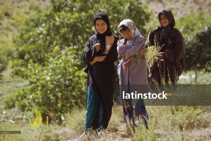 Las niñas recoger plantas Alaleh, plantas medicinales utilizan para resfriados, cerca de Darmazar, p