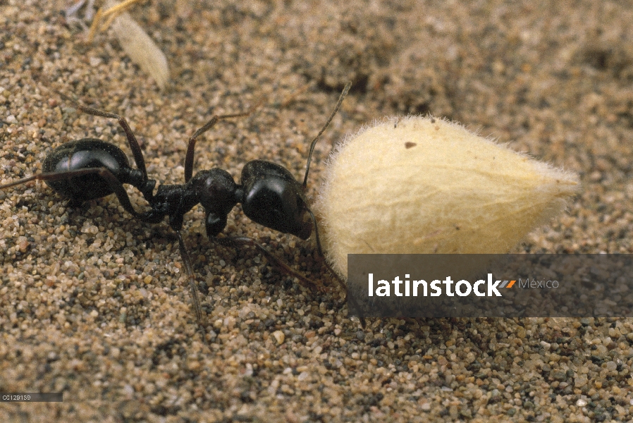 Hormiga de la máquina segador (Messor barbarus) llevando semillas, Kerman, Irán