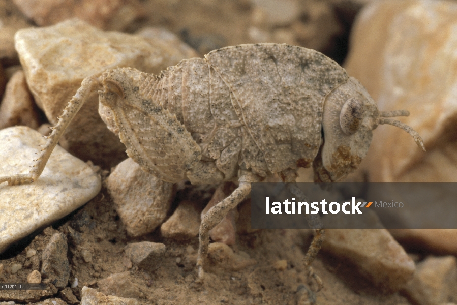 Saltamontes imita piedra de Irán, Seyed Ali,