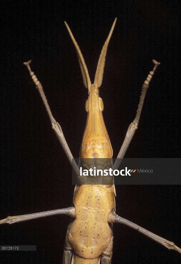 Lámina de la hierba saltamontes (Acrida sp), Kerman, Irán