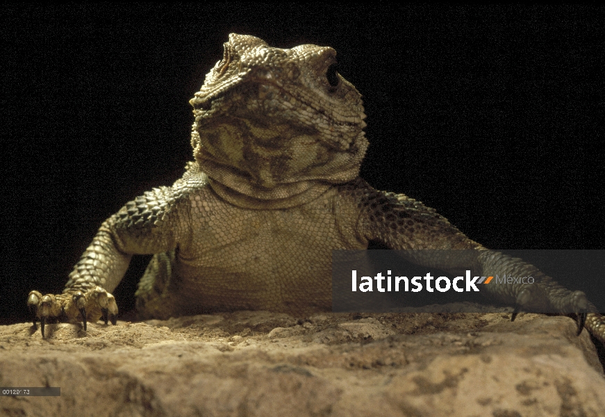 Smallscaled Rock Agama (Laudakia microlepis) en casa ruinas cerca Shadad, Irán