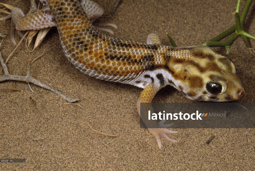 Común preguntarse Gecko (Teratoscincus scincus) en las dunas cerca de Kerman, Irán