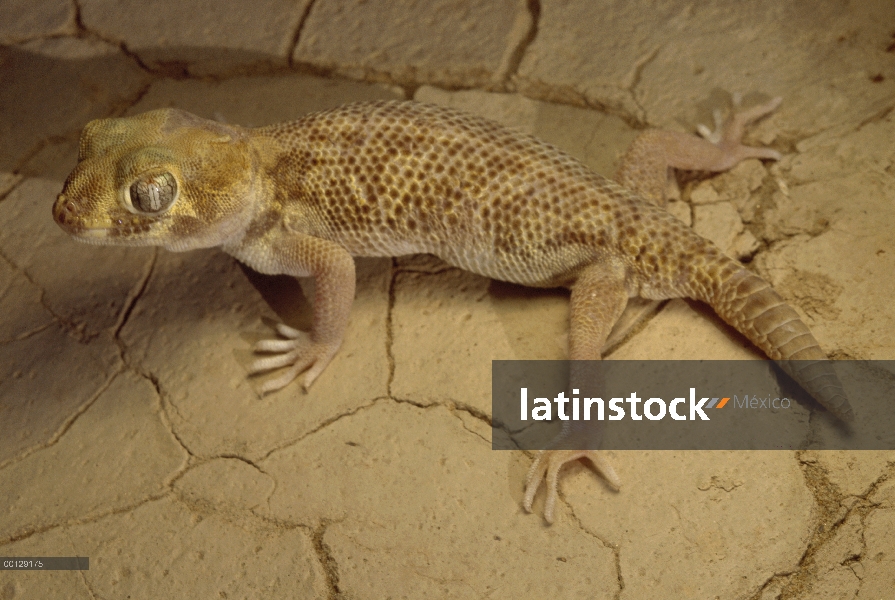 Común preguntarse Gecko (Teratoscincus scincus) en las dunas cerca de Zabul, Irán