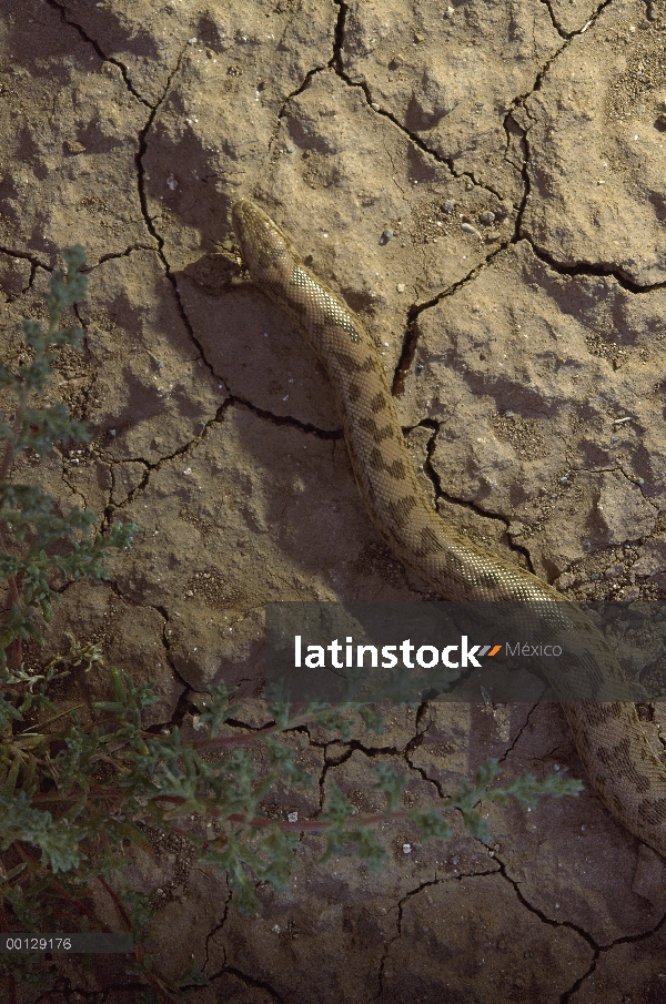 Verdadera Boa (Eryx sp) en la tierra agrietada seco cerca de Sirjan, Irán