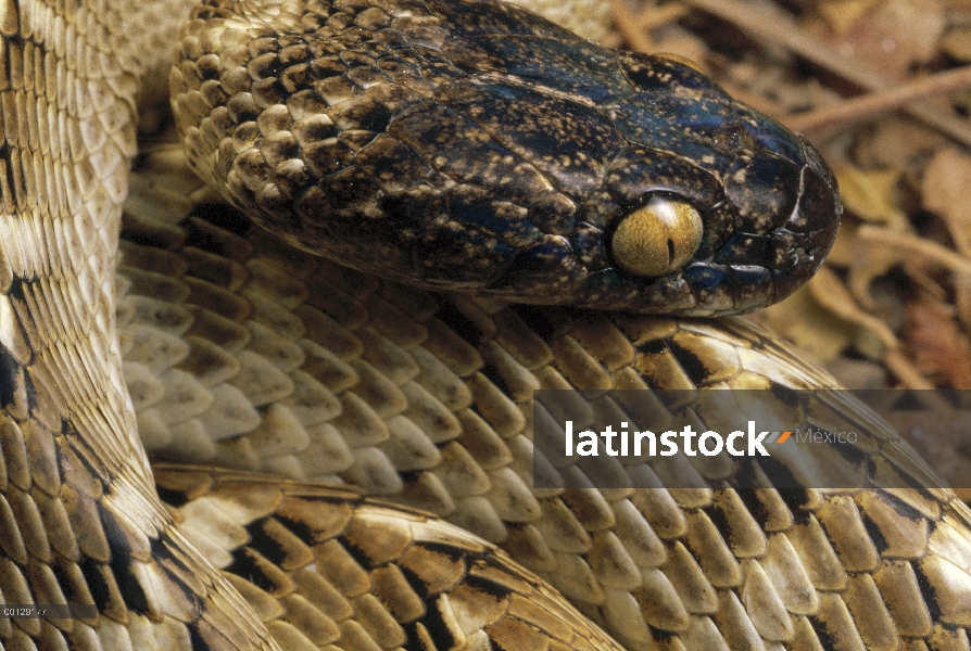 Indio Gamma serpiente (Boiga trigonata) cerca de la cabeza y escamas, dunas de Kerman, Irán