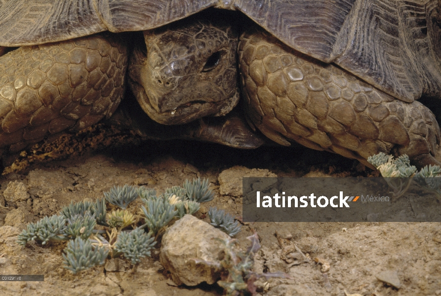 Mediterránea tortuga mora (Testudo graeca) cerca de Darmazar, provincia de Kerman, Irán