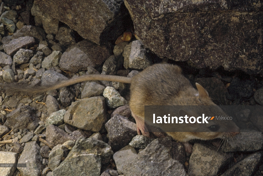 Kaht Jird persa (Meriones persicus), Irán