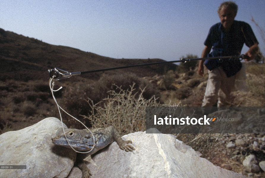 Herpetólogo Ted Papenfuss coge una lagartija, montaña de Geno, Irán