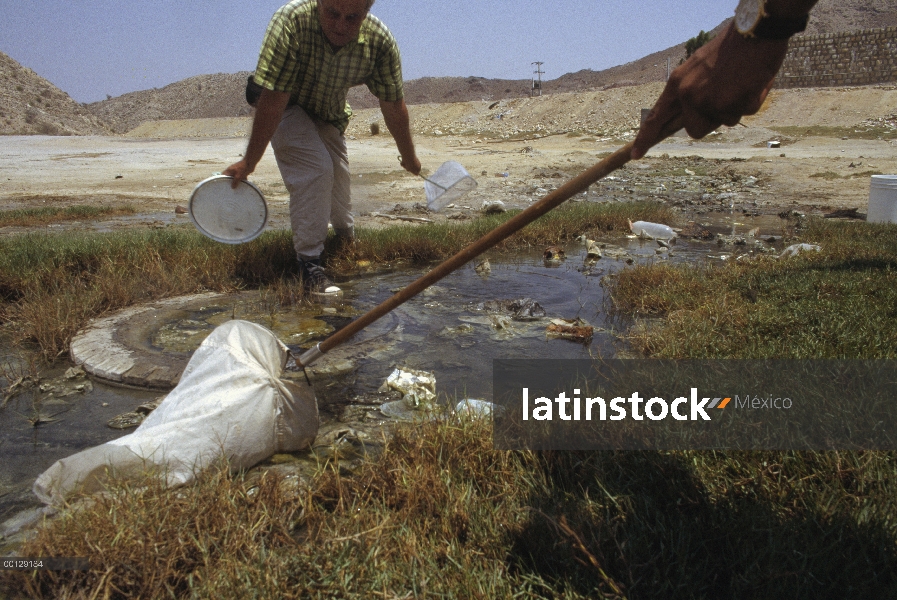 Herpetólogo Ted Papenfuss recoge endémicas de peces viven en aguas sulfurosas cerca de la base de la