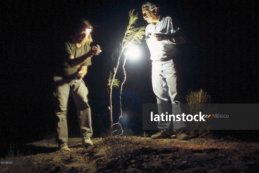 Mark Moffett y Houshang Ziaie usar luz para atraer insectos en la noche en las dunas fuera de Zabul,