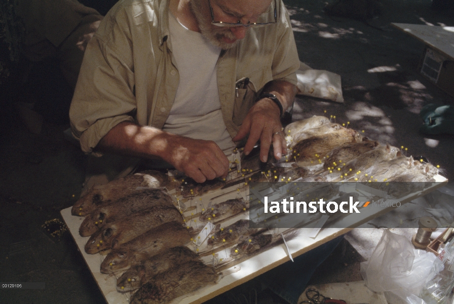 Biólogo Jim Patton fijando a muestras frescas de roedores, rayen Aaabshar, Irán