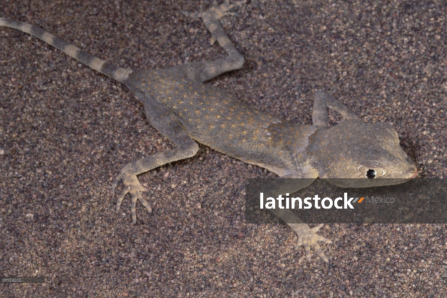 Retrato de Gecko (Agamura persica), Zabul, Irán del desierto