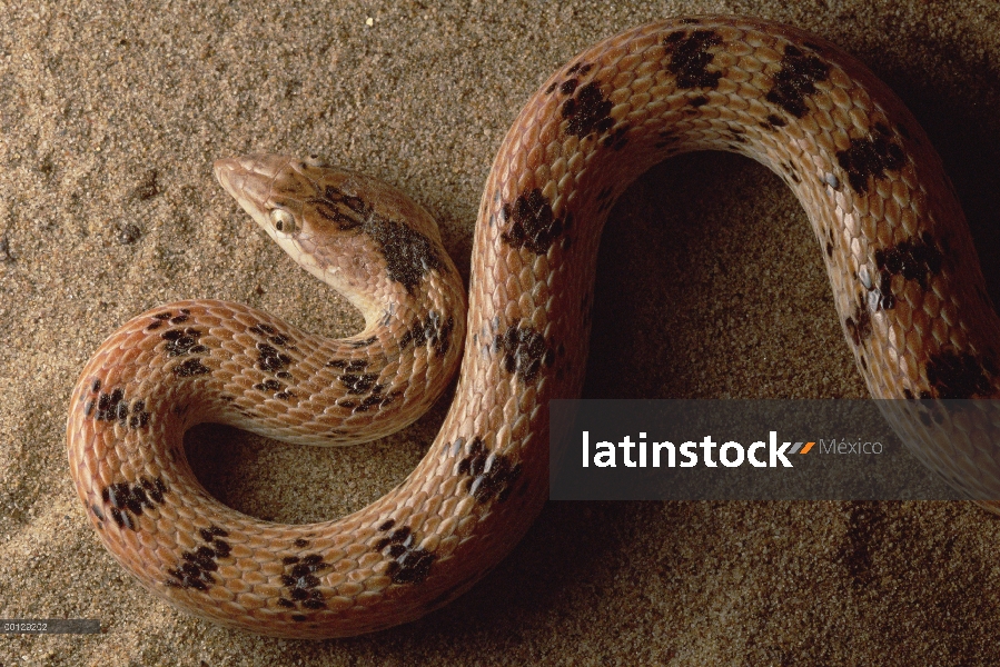 Retrato de la serpiente de la arena de pico largo (Lytorhyncus maynardi) de Maynard, cerca de Zabul,