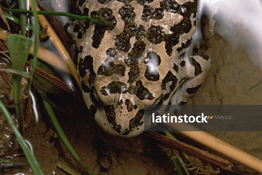 Retrato de sapo (Bufo viridis) viridis, provincia Kerman, Irán