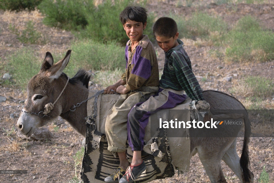 Burro (Equus asinus) llevar a dos niños entre Sirjan y Kerman, Irán