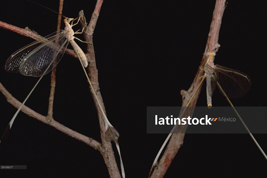 Neuropterans, las dunas de Kerman, Irán