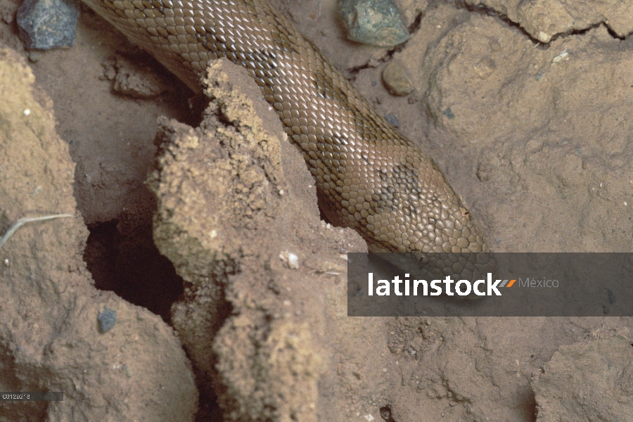 Verdadero retrato de Boa (Eryx sp), cerca de Sirjan, Irán