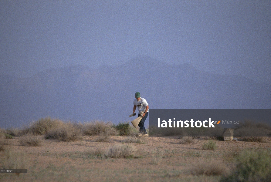 Investigador Jim Patton establece las trampas para roedores en el desierto, Irán de recoger